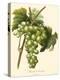 Bessa Grapes I-Bessa-Stretched Canvas