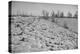 Bessie Levee on the Mississippi River augmented with sand bags during the flood by Tiptonville, TN-Walker Evans-Premier Image Canvas