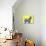 Bestie Westie-Anne Storno-Premier Image Canvas displayed on a wall