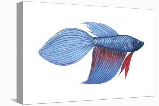 Betta (Betta Splendens), Fishes-Encyclopaedia Britannica-Stretched Canvas