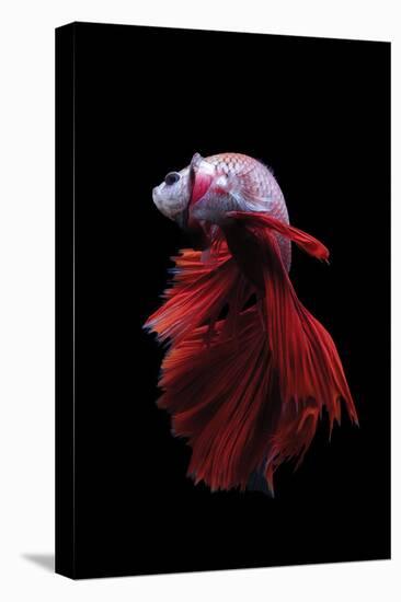 Betta Fish, Indonesia-Kuritafsheen-Premier Image Canvas