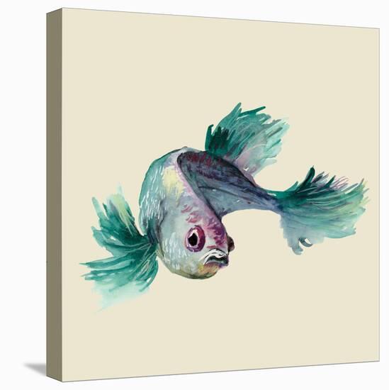 Betta Fish-Jacob Q-Stretched Canvas