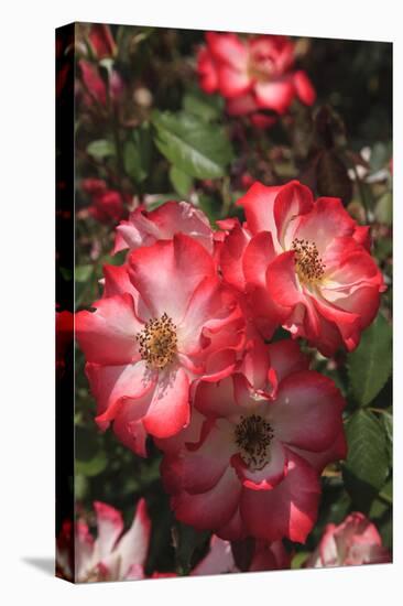 Betty Boop rose is a hybrid rose with a moderately fruity aroma.-Mallorie Ostrowitz-Premier Image Canvas