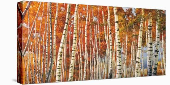 Betulle d'autunno-Adriano Galasso-Stretched Canvas