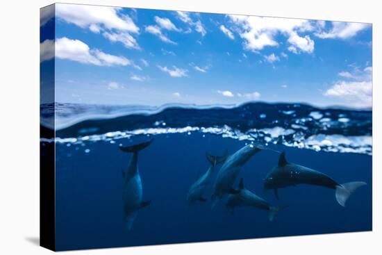 Between air and water with the dolphins-Barathieu Gabriel-Premier Image Canvas
