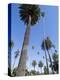 Beverly Drive, Beverly Hills, California, USA-Ethel Davies-Premier Image Canvas
