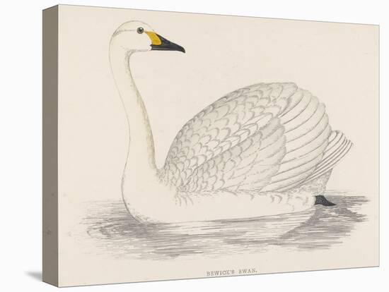 Bewick's Swan-Reverend Francis O. Morris-Premier Image Canvas