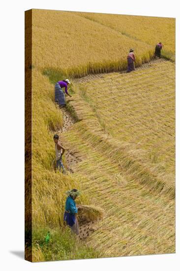 Bhutan, Punakha Region. Family and Neighbors Working Together to Harvest Rice-Brenda Tharp-Premier Image Canvas