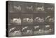 Biches, course et sauts-Eadweard Muybridge-Premier Image Canvas