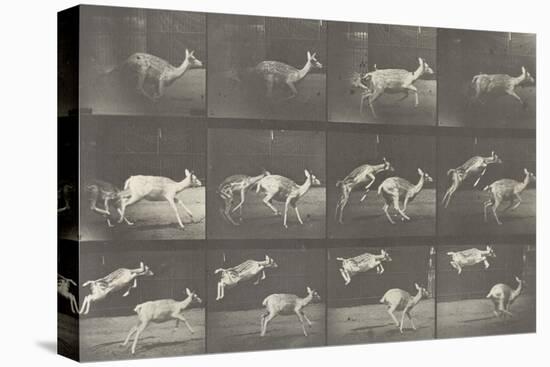 Biches, course et sauts-Eadweard Muybridge-Premier Image Canvas