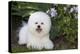 Bichon frise, Connecticut, USA-Lynn M. Stone-Premier Image Canvas