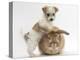 Bichon Frise Cross Yorkshire Terrier Puppy, 6 Weeks, and Sandy Rabbit-Mark Taylor-Premier Image Canvas