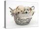 Bichon Frise Cross Yorkshire Terrier Pups, 6 Weeks, Asleep in a Basket-Mark Taylor-Premier Image Canvas