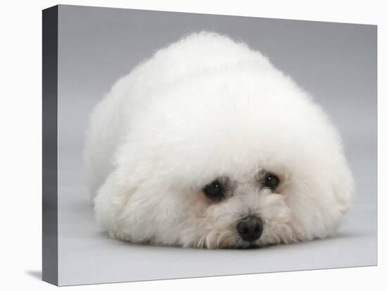 Bichon Frise Lying Down, Chin on Floor-Jane Burton-Premier Image Canvas