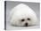 Bichon Frise Lying Down, Chin on Floor-Jane Burton-Premier Image Canvas