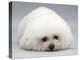 Bichon Frise Lying Down, Chin on Floor-Jane Burton-Premier Image Canvas