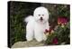 Bichon frise standing on rock, Connecticut, USA-Lynn M. Stone-Premier Image Canvas