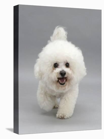 Bichon Frise Walking Forward-Jane Burton-Premier Image Canvas