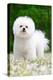 Bichon frisedog standing among spring flowers-Lynn M. Stone-Premier Image Canvas