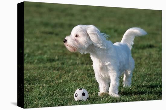 Bichon Maltaise- Playing with Football-null-Premier Image Canvas