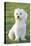 Bichon Maltiase Sitting Upright-null-Premier Image Canvas