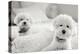 Bichons Black and White-Karyn Millet-Premier Image Canvas