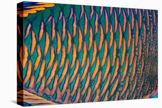 bicolor parrotfish male, scales detail, sinai, egypt, red sea-alex mustard-Premier Image Canvas