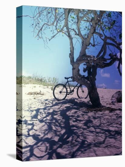 Bicycle Parked Against a Tree-null-Premier Image Canvas