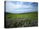 Big Basin Prairie Preserve, Kansas, USA-Charles Gurche-Premier Image Canvas