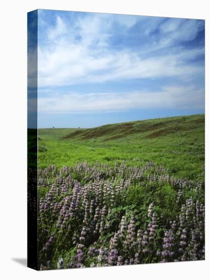 Big Basin Prairie Preserve, Kansas, USA-Charles Gurche-Premier Image Canvas