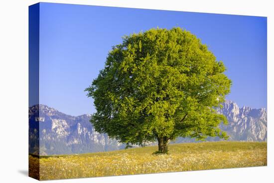 Big Beech as a Single Tree in the Spring-Wolfgang Filser-Premier Image Canvas