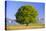 Big Beech as a Single Tree in the Spring-Wolfgang Filser-Premier Image Canvas