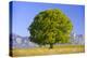 Big Beech as a Single Tree in the Spring-Wolfgang Filser-Premier Image Canvas