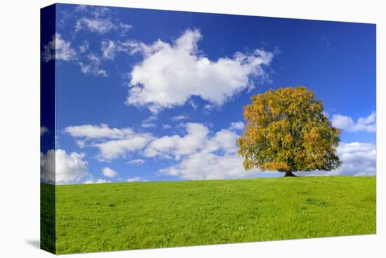 Big Beech on the Meadow as a Single Tree in the Allgau-Wolfgang Filser-Premier Image Canvas