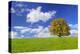 Big Beech on the Meadow as a Single Tree in the Allgau-Wolfgang Filser-Premier Image Canvas