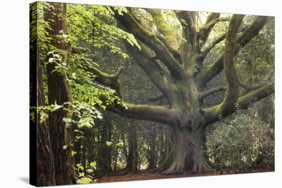Big Beech Tree Broceliande-Philippe Manguin-Stretched Canvas