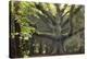 Big Beech Tree Broceliande-Philippe Manguin-Premier Image Canvas