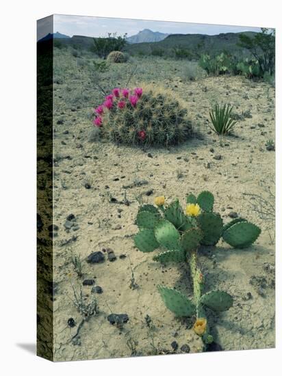 Big Bend National Park, Chihuahuan Desert, Texas, USA Strawberry Cactus and Prickly Pear Cactus-Rolf Nussbaumer-Premier Image Canvas