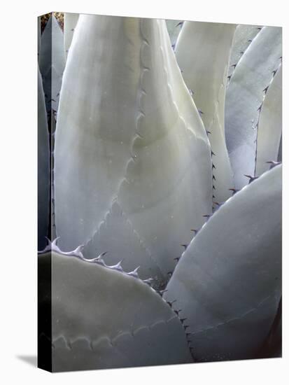 Big Bend National Park, Close-Up Detail, Yucca Plant, Texas, Usa-Gerry Reynolds-Premier Image Canvas