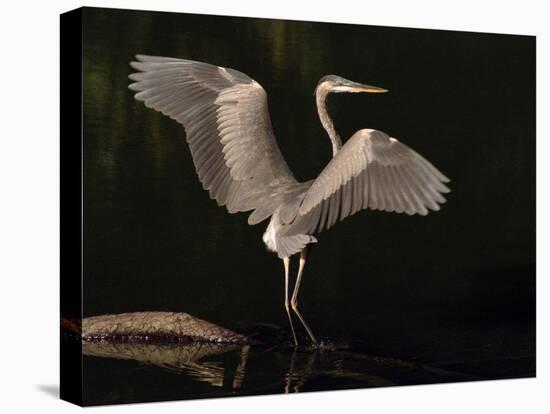 Big Bird-J.D. Mcfarlan-Premier Image Canvas