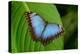 Big Butterfly Blue Morpho, Morpho Peleides, Sitting on Green Leaves, Costa Rica-Ondrej Prosicky-Premier Image Canvas