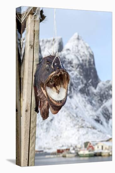 Big Codfish Exposed to Protect the Structures Used for Drying This Product, Lofoten Islands, Norway-Roberto Moiola-Premier Image Canvas