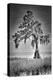 Big Cypress-Dennis Goodman-Premier Image Canvas