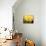 Big Daffodils-John Newcomb-Premier Image Canvas displayed on a wall