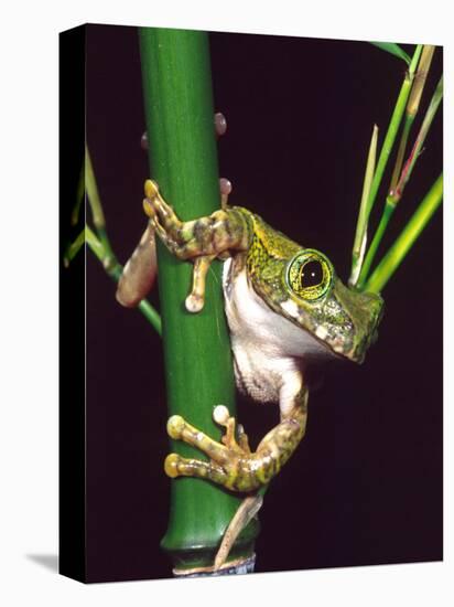 Big Eye Tree Frog, Native to Tanzania-David Northcott-Premier Image Canvas