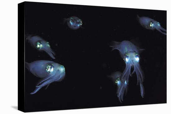 Big Fin Reef Squid-null-Premier Image Canvas