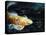 Big Fish-Farrell Douglass-Premier Image Canvas