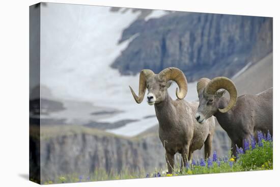 Big Horn Rams in the Wildflowers, Mount Timpanogos, Utah-Howie Garber-Premier Image Canvas