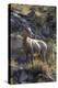 Big Horn Sheep Near Mammoth Hot Springs, Yellowstone National Park, Wyoming-Michael DeFreitas-Premier Image Canvas