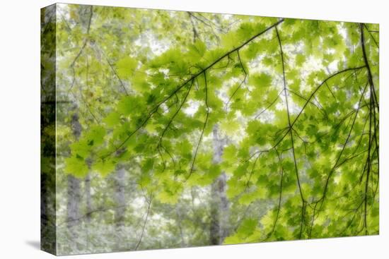 Big Leaf Maple I-Kathy Mahan-Premier Image Canvas